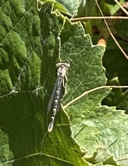 Enallagma carunculatum