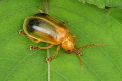 Monocesta coryli