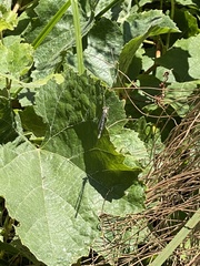 Enallagma carunculatum