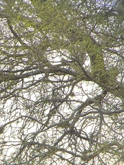 Caprimulgidae