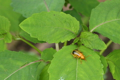 Monocesta coryli