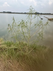 Sesbania cannabina