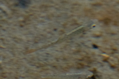Oncorhynchus kisutch