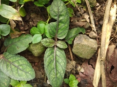 Strobilanthes reptans