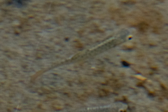 Oncorhynchus kisutch