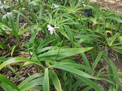 Iris confusa