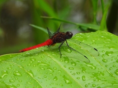 Orthetrum chrysis