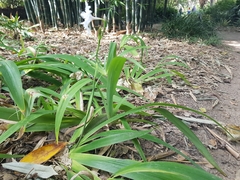 Iris confusa