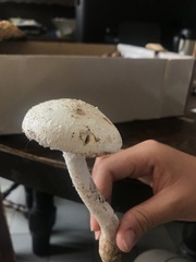 Amanita polypyramis