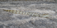 Caiman crocodilus