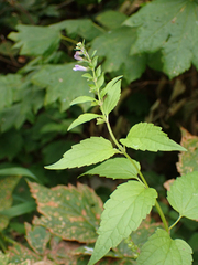 Scutellaria lateriflora