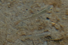 Oncorhynchus kisutch