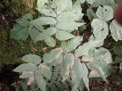 Prosartes hookeri