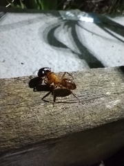 Camponotus atriceps