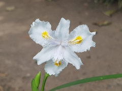 Iris confusa