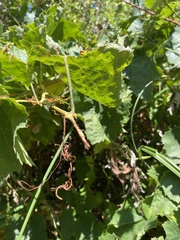 Vitis californica