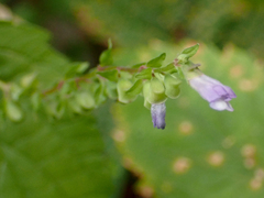 Scutellaria lateriflora
