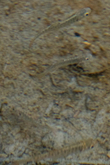 Oncorhynchus kisutch