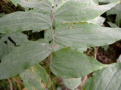 Prosartes hookeri