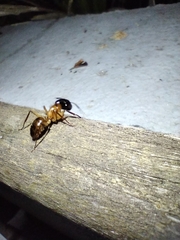 Camponotus atriceps
