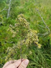 Thalictrum pubescens
