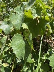 Vitis californica