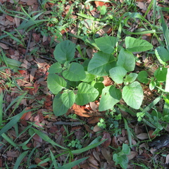 Physalis cinerascens