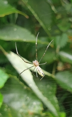 Trichonephila clavata
