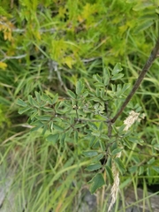 Thalictrum pubescens