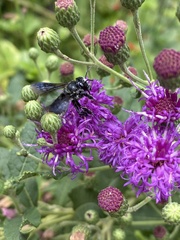 Megachile xylocopoides