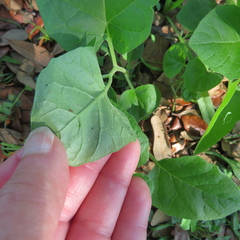 Physalis cinerascens