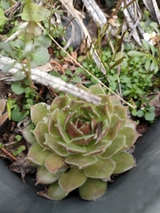 Sempervivum