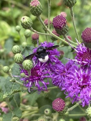 Megachile xylocopoides