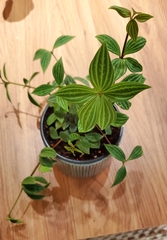 Peperomia tetragona
