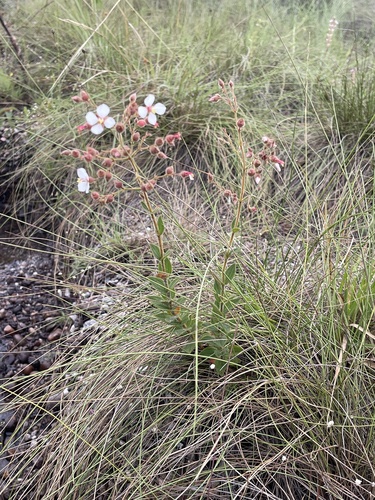 Macairea lasiophylla