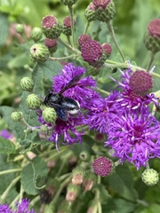 Megachile xylocopoides