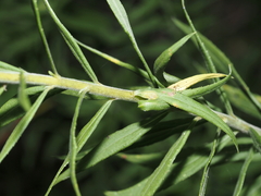 Asphondylia solidaginis