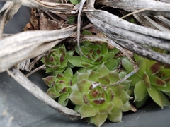 Sempervivum