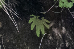 Adiantum aleuticum