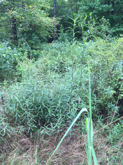 Helianthus verticillatus