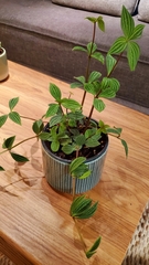 Peperomia tetragona