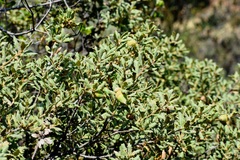 Quercus berberidifolia