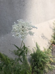 Daucus carota