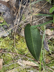 Cryptostylis leptochila