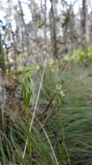 Pterostylis longifolia