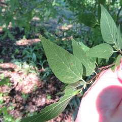 Celtis reticulata