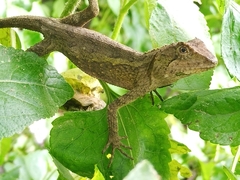 Diploderma swinhonis