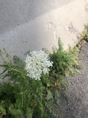 Daucus carota