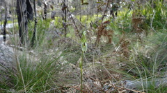 Pterostylis longifolia