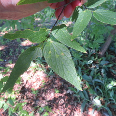 Celtis reticulata